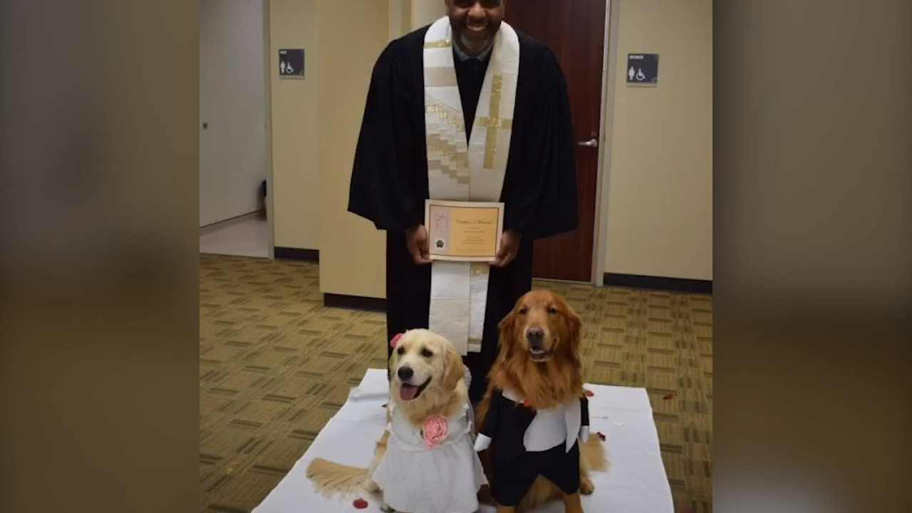Therapy dogs ‘get married’ at Texas hospital