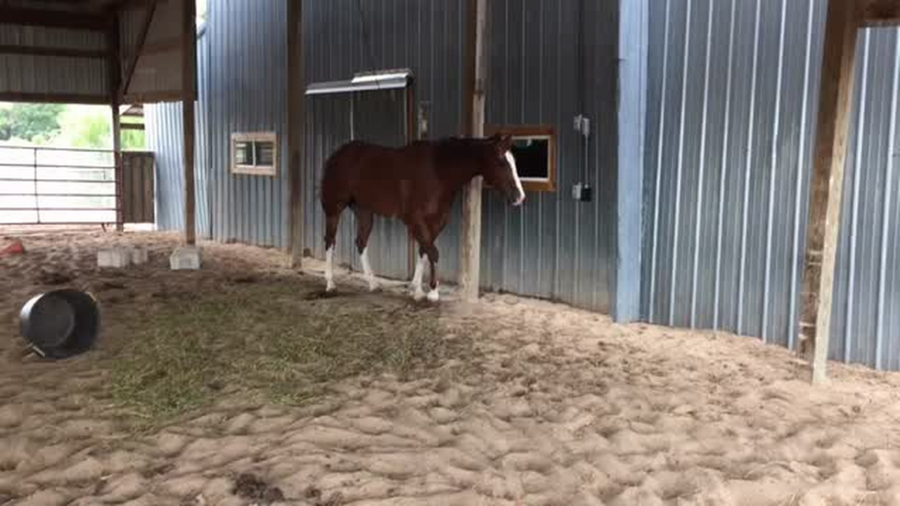 C-Arrow Stables recovering after fire