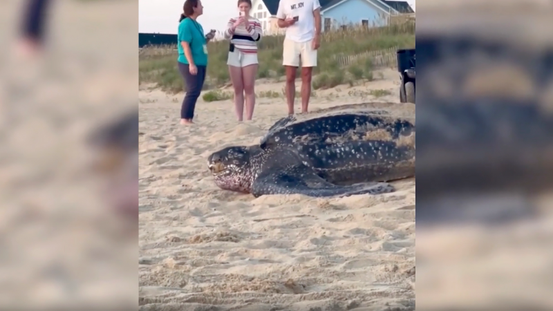 Rare leatherback sea turtle visits NC beach for second time this season