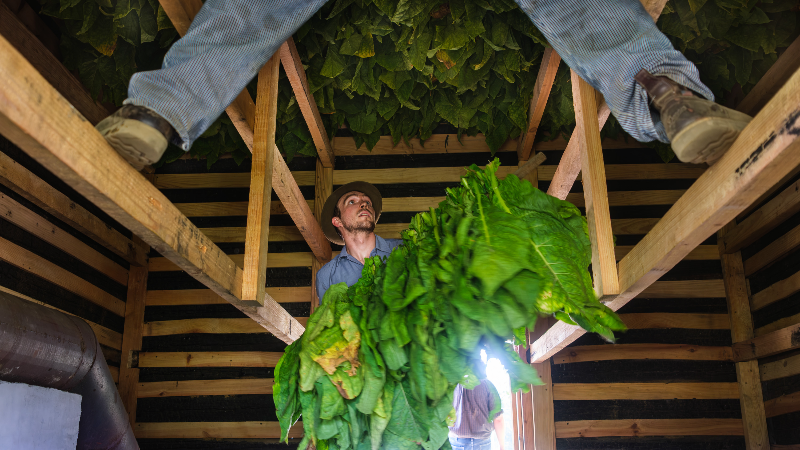Watch as tobacco is harvested at Horry County's historical farm