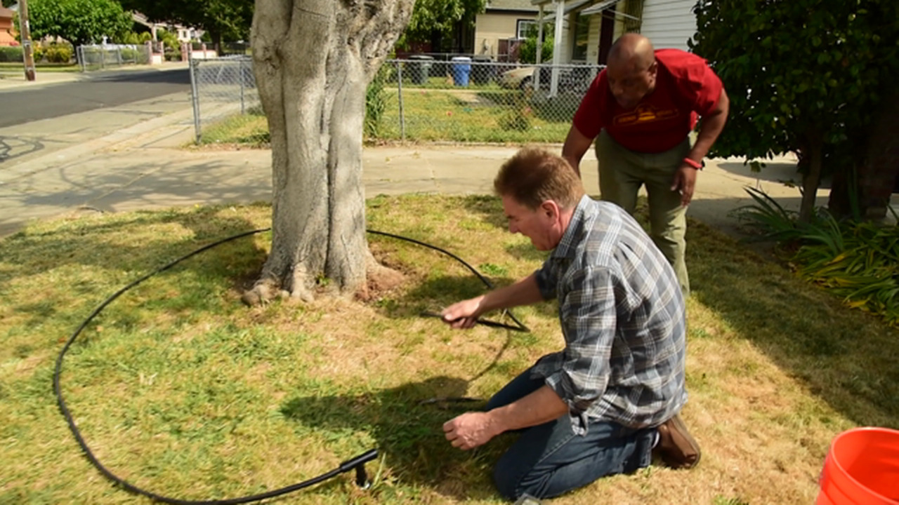 Video: Water-saving tips for your trees