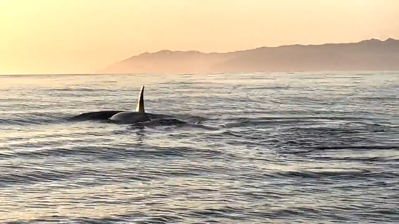 See video of orcas swimming off the coast of Pismo Beach