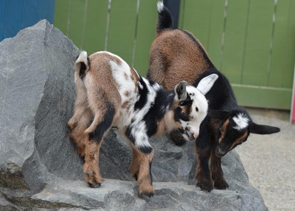 Baby goats bring cuteness to Washington zoo