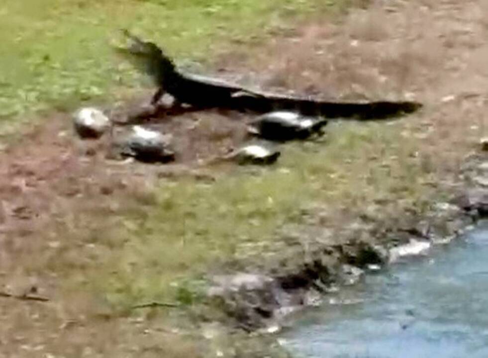 Hungry Lowcountry turtle tests his luck against young alligator