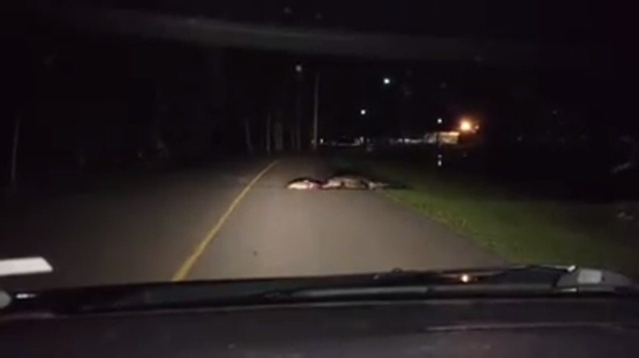 SC father and son waited in car as 9-foot gator dragged bloody carcass across road