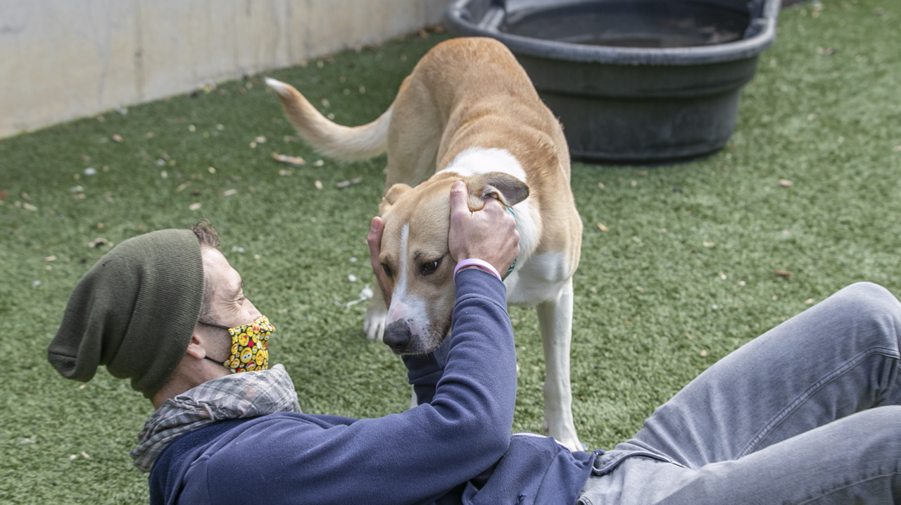 How to donate to the Belleville Area Humane Society in Southern Illinois