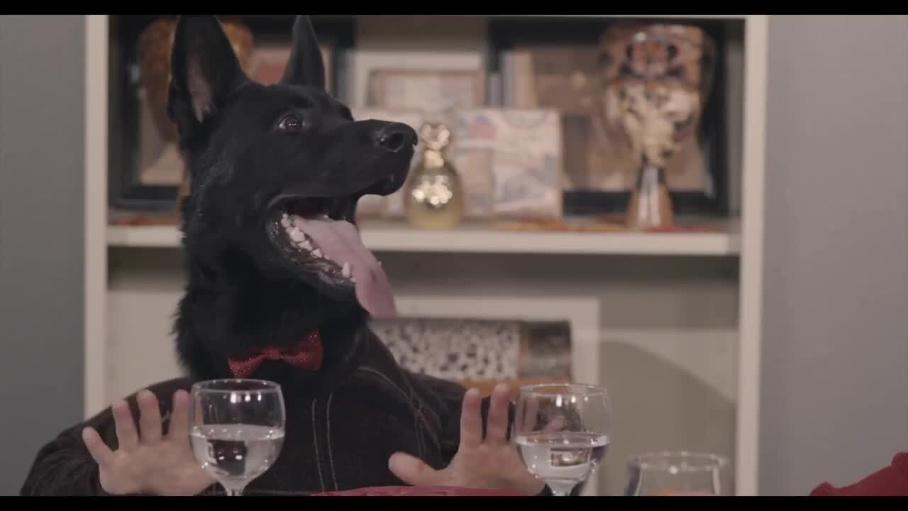 See Placer County police dogs sit down for Thanksgiving dinner in funny video skit