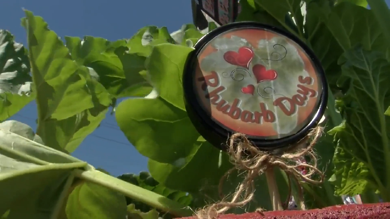 Rhubarb Days back in Sumner with curated vendor selection, rhubarb treats