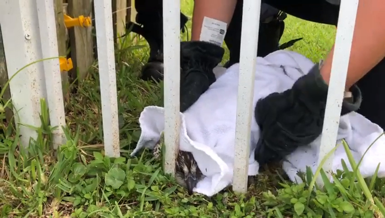 Firefighters rescue hawk stuck in fence