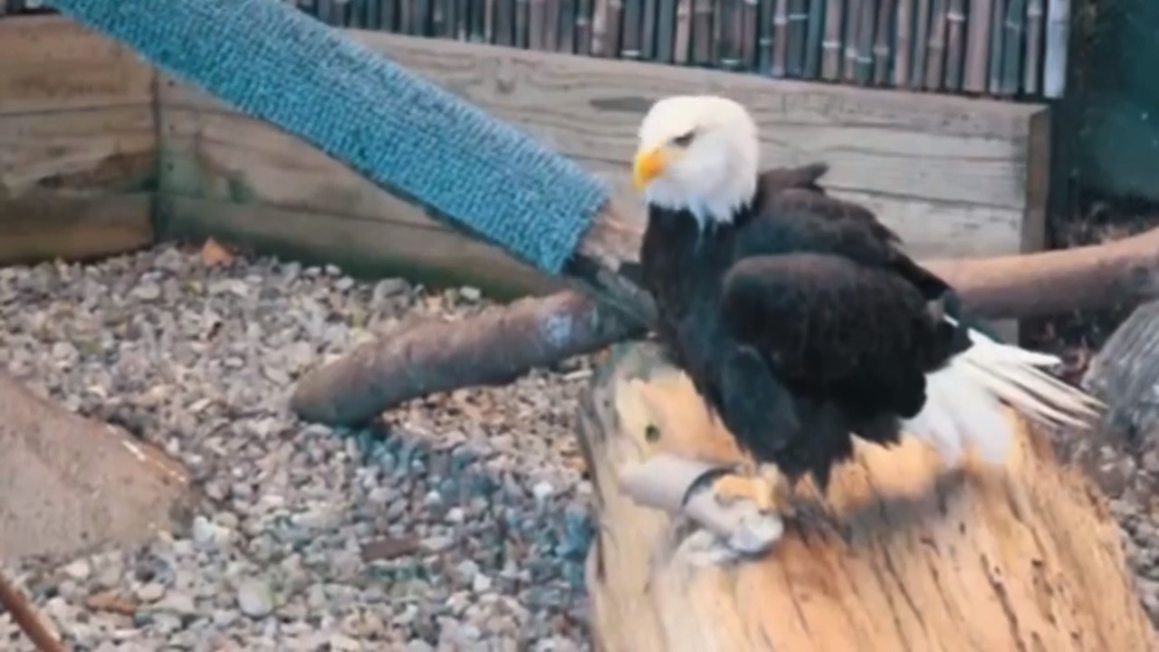 American bald eagle eats very strange snack