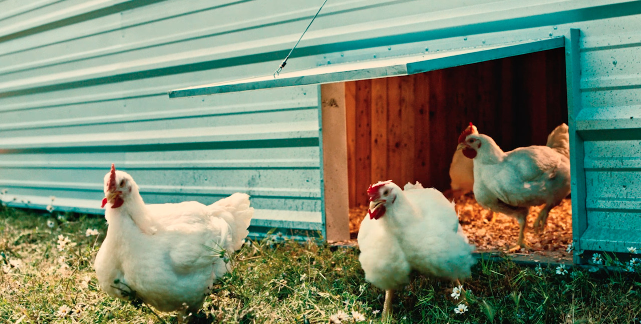 Livingston’s Foster Farms enters another niche in the chicken business