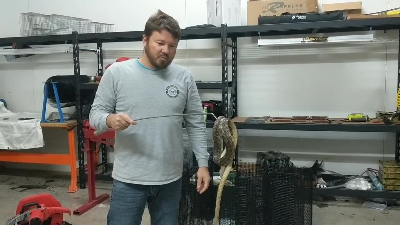 How to avoid snakes in your home