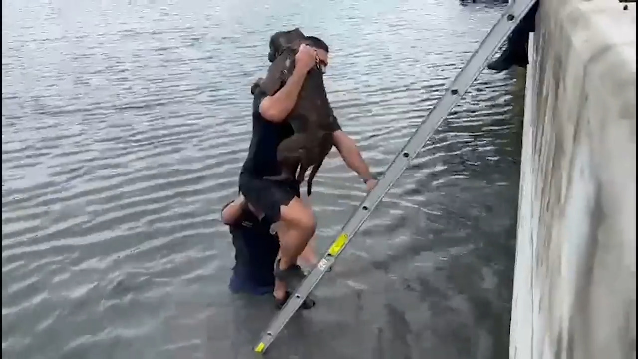 Video shows Miami Beach firefighters fishing ‘Tuna’ out of the water