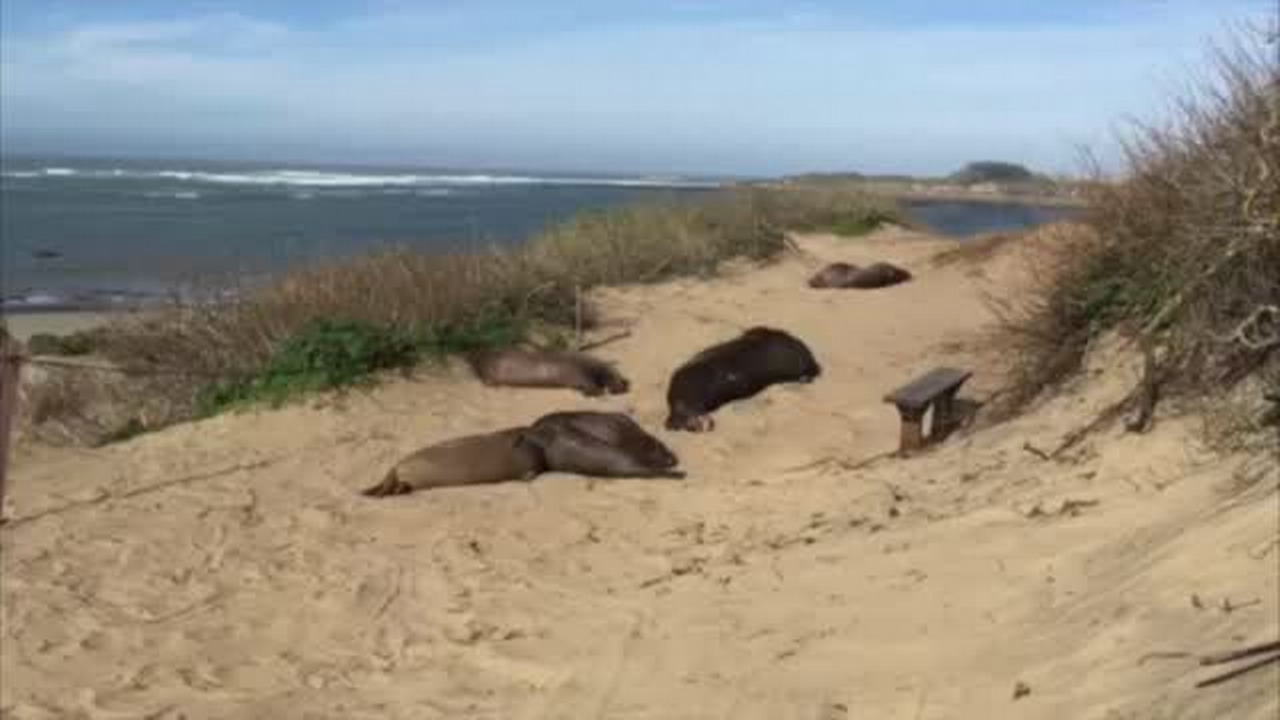 Video: Catching the elephant seals at Año Nuevo State Park