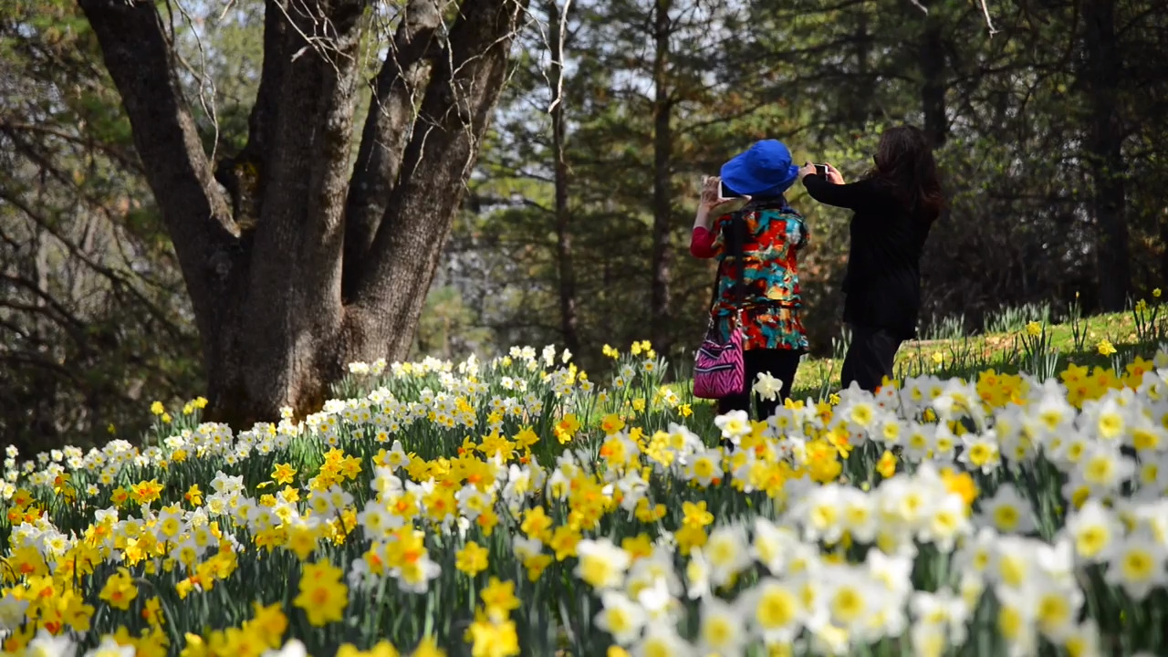 Spring on Daffodil Hill