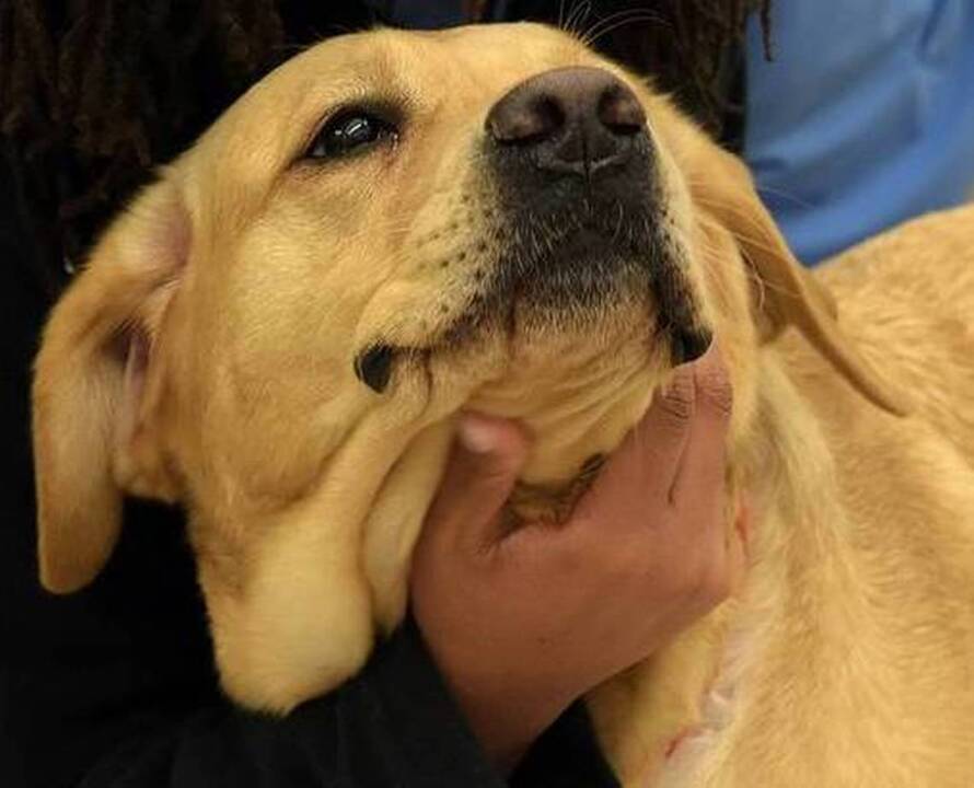 The power of poop: Guide Dogs on cutting edge of fecal transplant technology