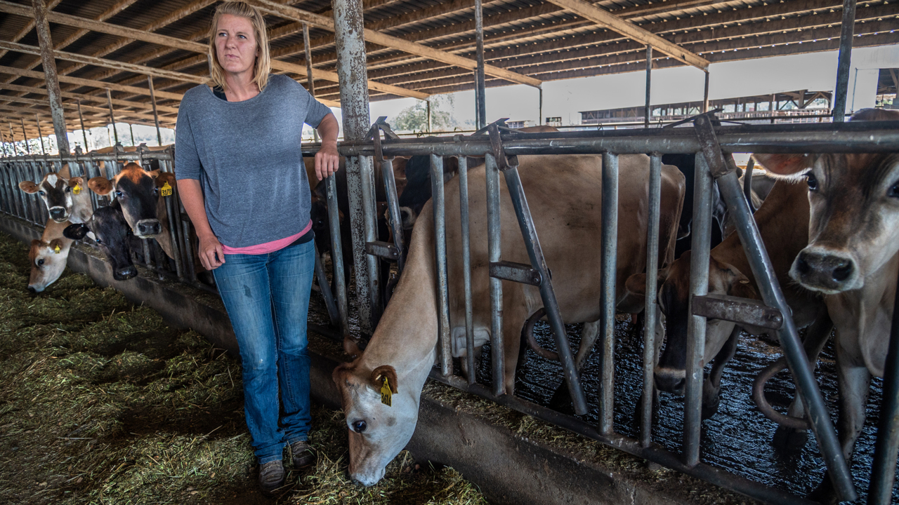 ‘Liquidation of cows.’ How the drought creates chaos on California ranches, dairy farms