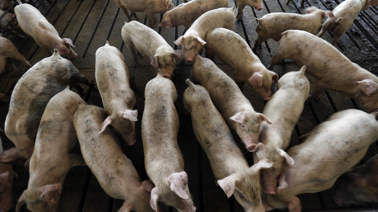 Protect yourself: Floodwaters teem with bacteria from human and animal waste, carcasses