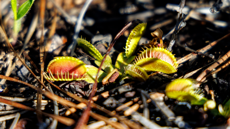 Festival focuses on carnivorous plants. Horry one of few spots in world to see them