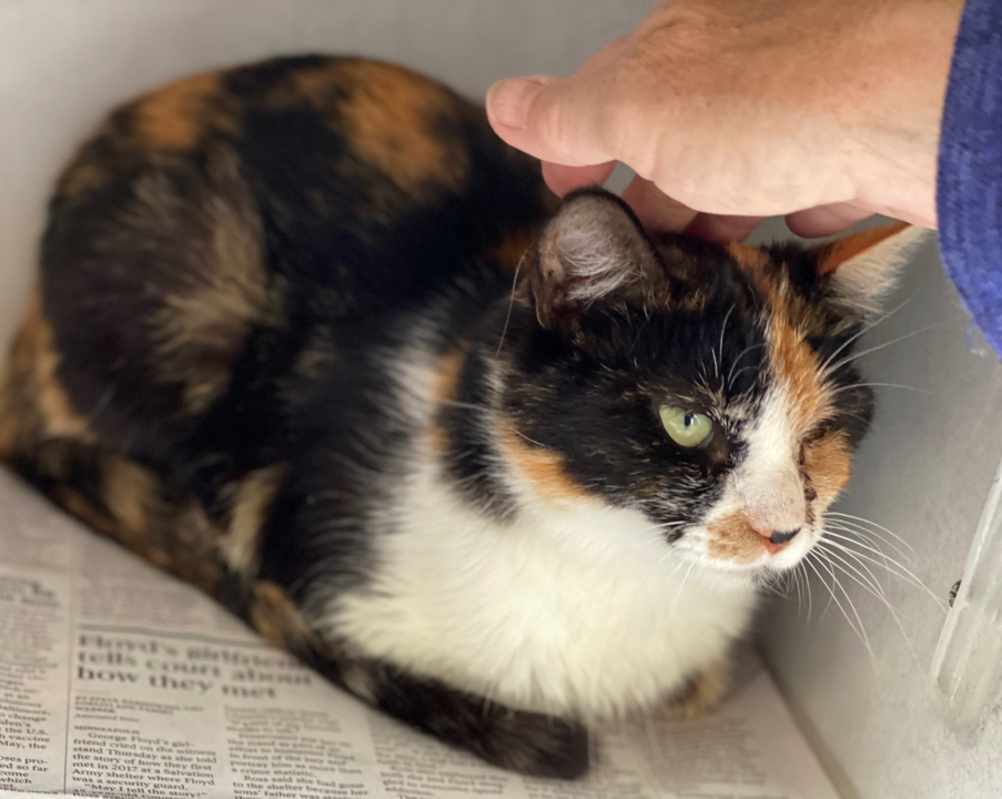 Pet Tales: Josie the calico cat is looking for a forever home
