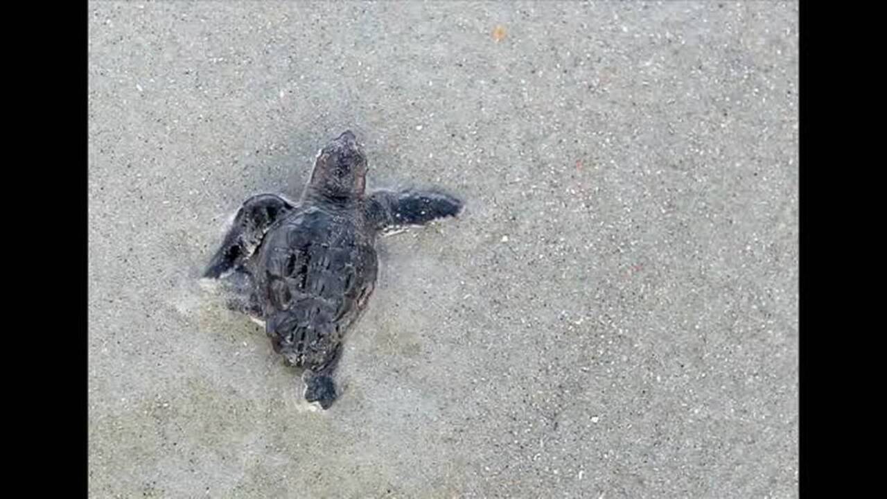 Baby sea turtles left behind in nests get helping hand to the sea