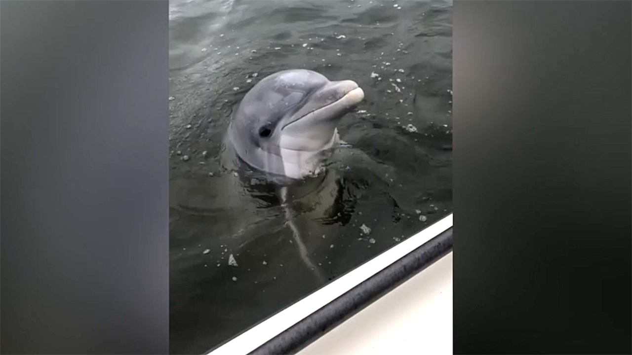 Playful dolphin shows up for family fishing trip