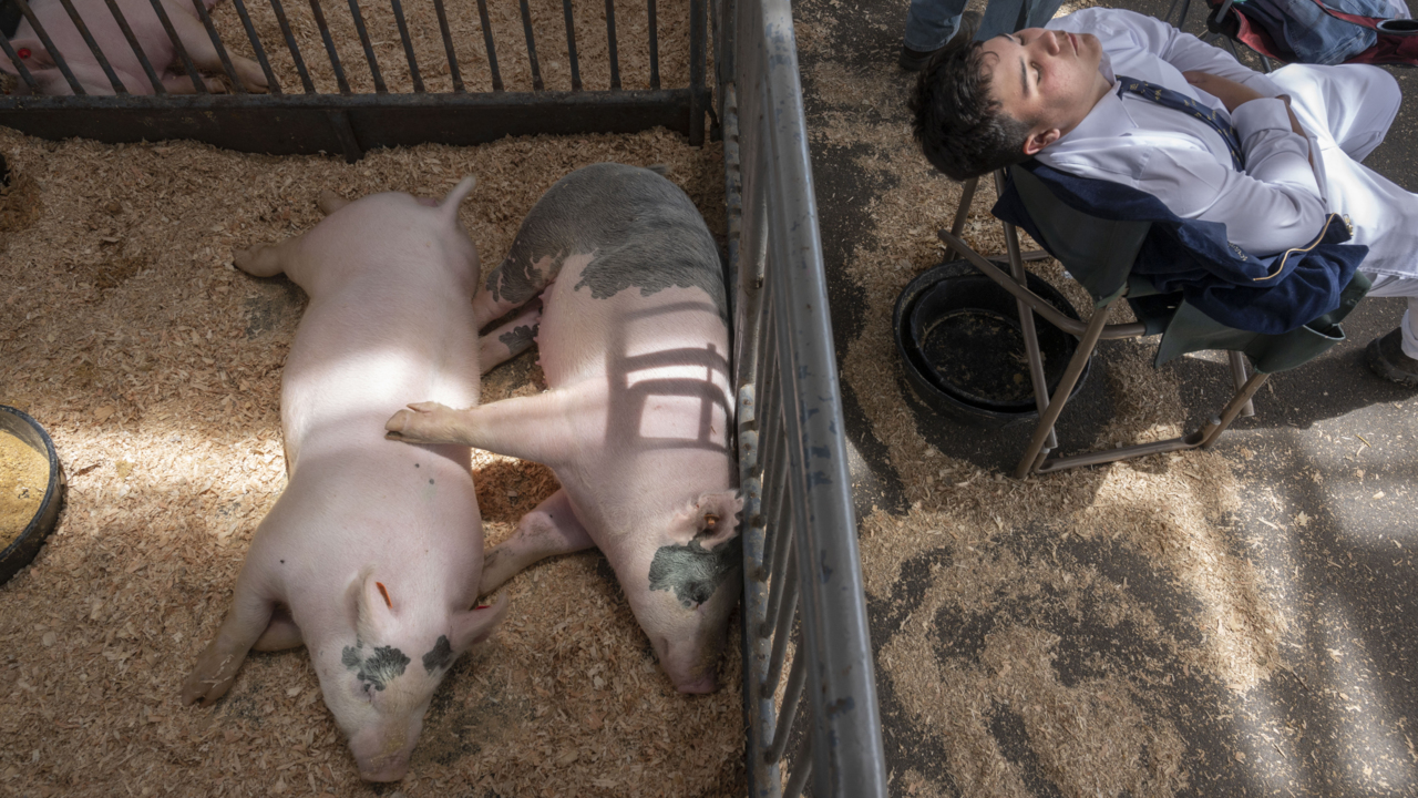 See the 2022 Sacramento County Fair from some unusual angles as it returns to Cal Expo