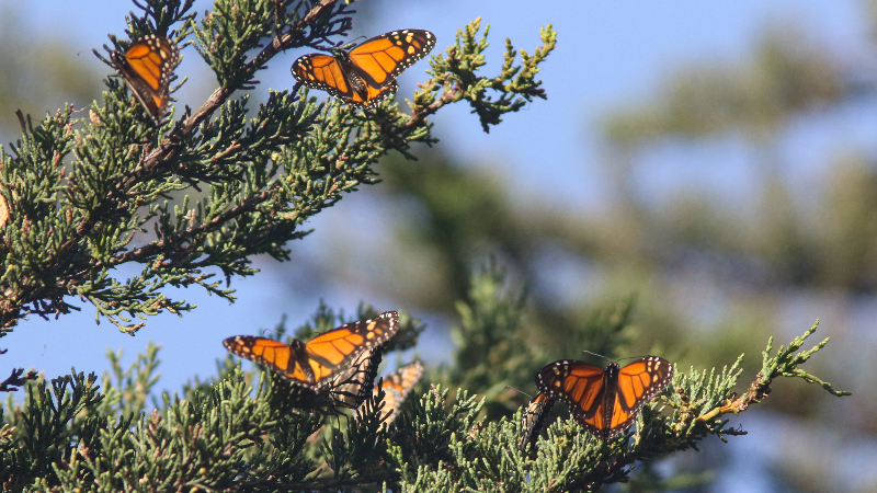 Monarch butterfly count is at seasonal low numbers in Pismo Beach