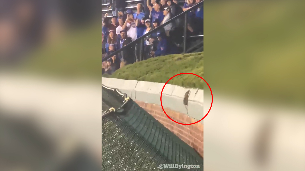 Cubs fans go wild for rat trying to jump Wrigley Field wall
