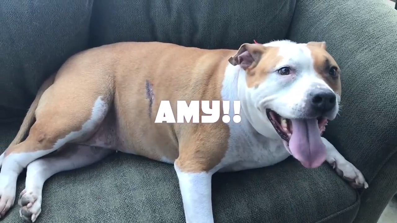 Sacramento SPCA gets creative to find ‘Life Sized Dog Pillow’ a home