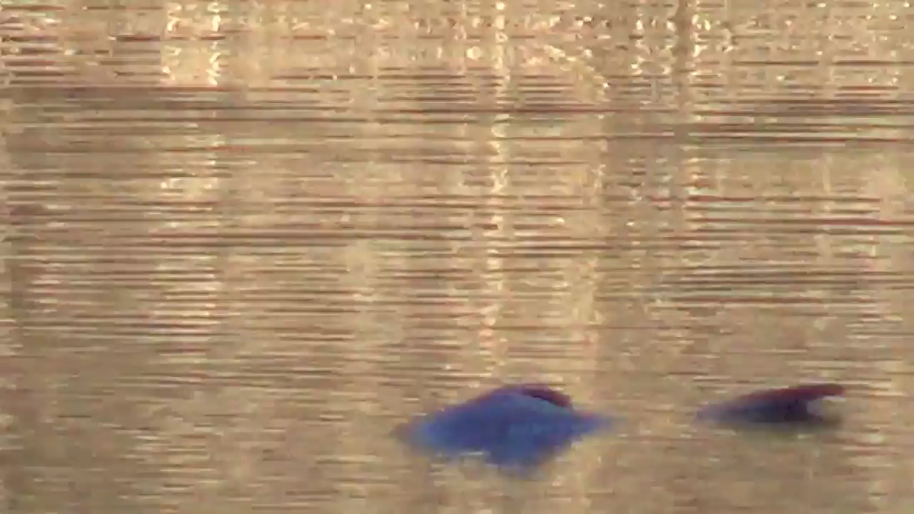This video of 'bizarre mutant' 4-foot fish in N.C. lake ignites debate about authenticity. What do you think?