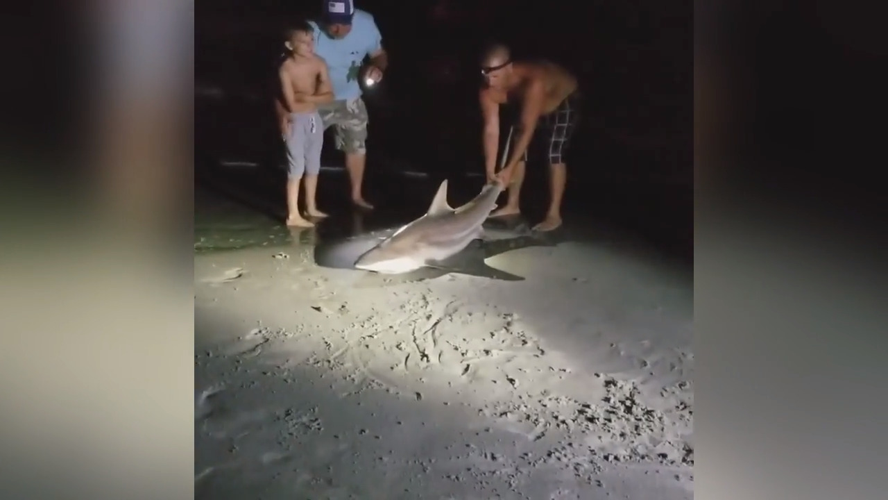 Shark fishing regulations, restrictions in Myrtle Beach, SC | Myrtle Beach  Sun News, image size:1280x720