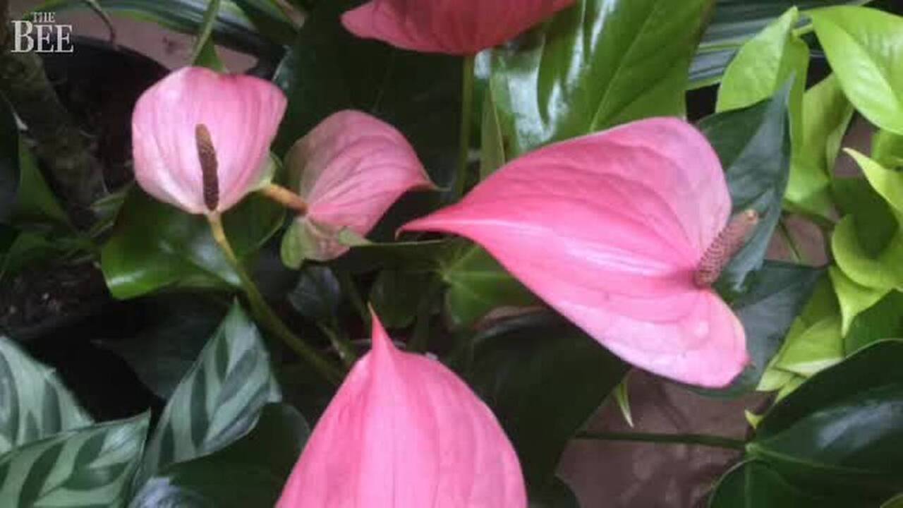 Which houseplants are easiest to grow?