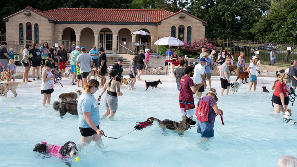It's a dog party