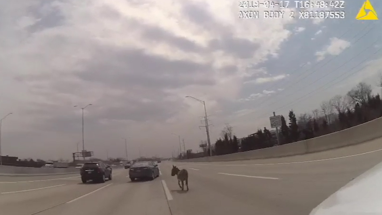 Deputy corrals donkey on highway