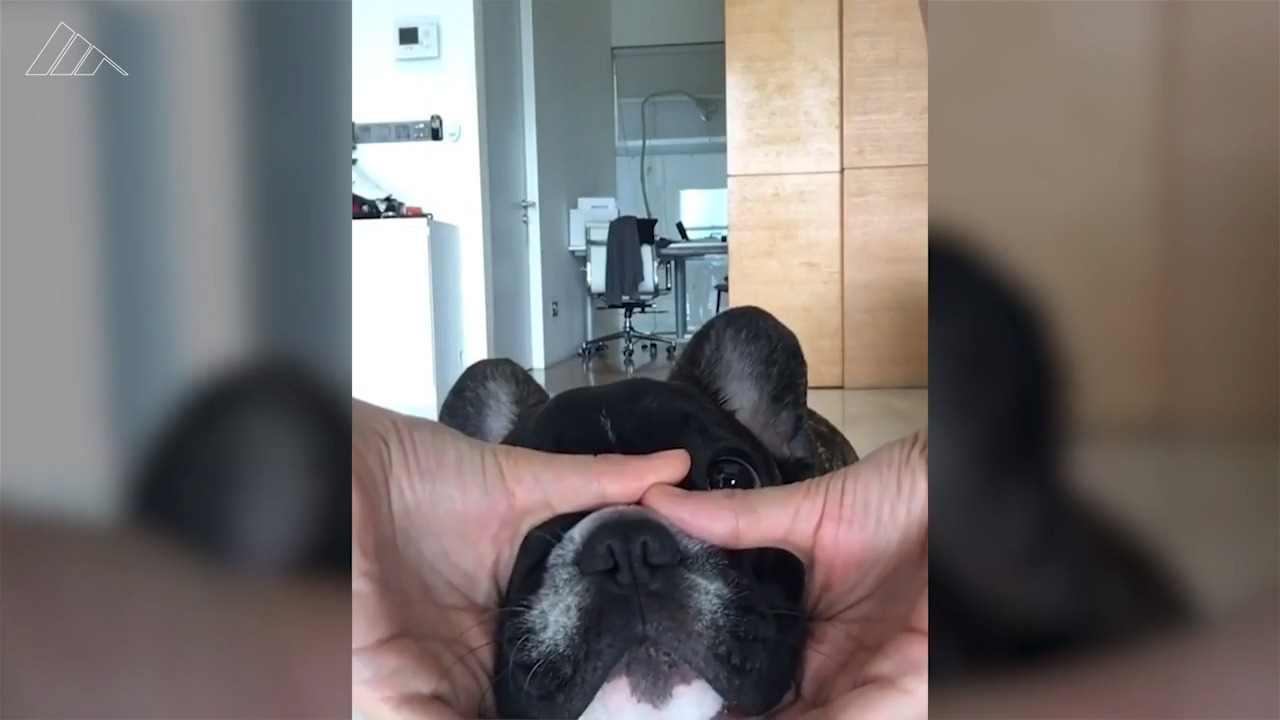 Why your dog (or cat) might fail the #SnootChallenge