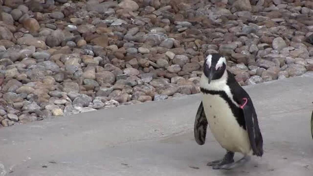 Up close and personal with Tanganyika penguins
