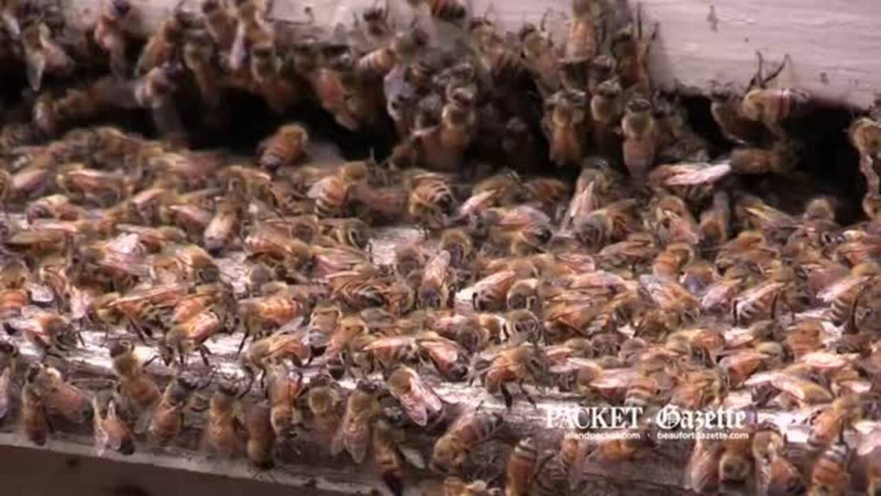 Effort to rescue thousands of Beaufort honey bees a lesson in patience