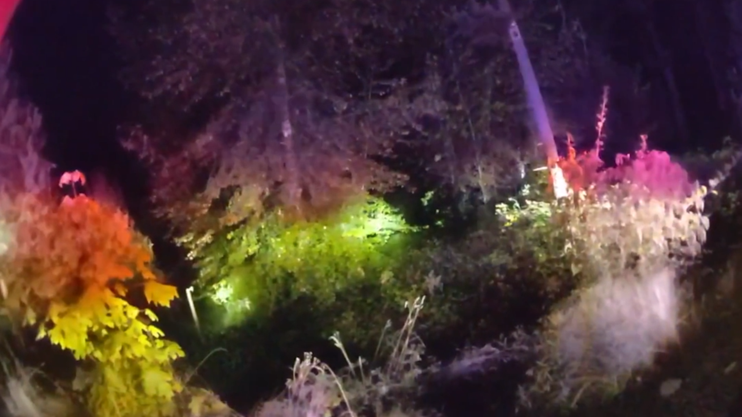 Man rescued from blackberry bushes after getting trapped during pursuit