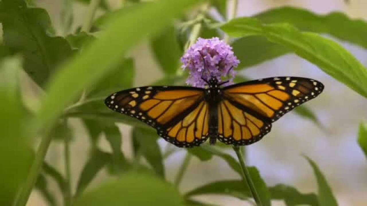 How to make butterflies happy