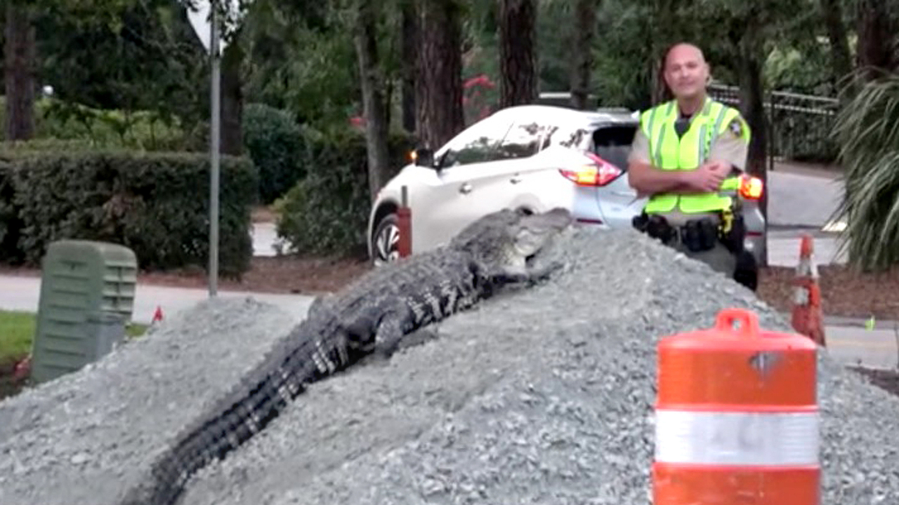 Alligator takes a stroll on Hilton Head as Beaufort deputies let it run its course