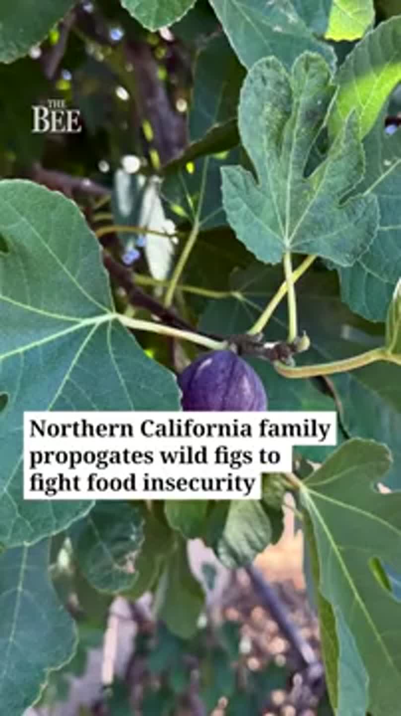 Meet the California wild fig hunters aiming to produce more food, less hunger (Video)
