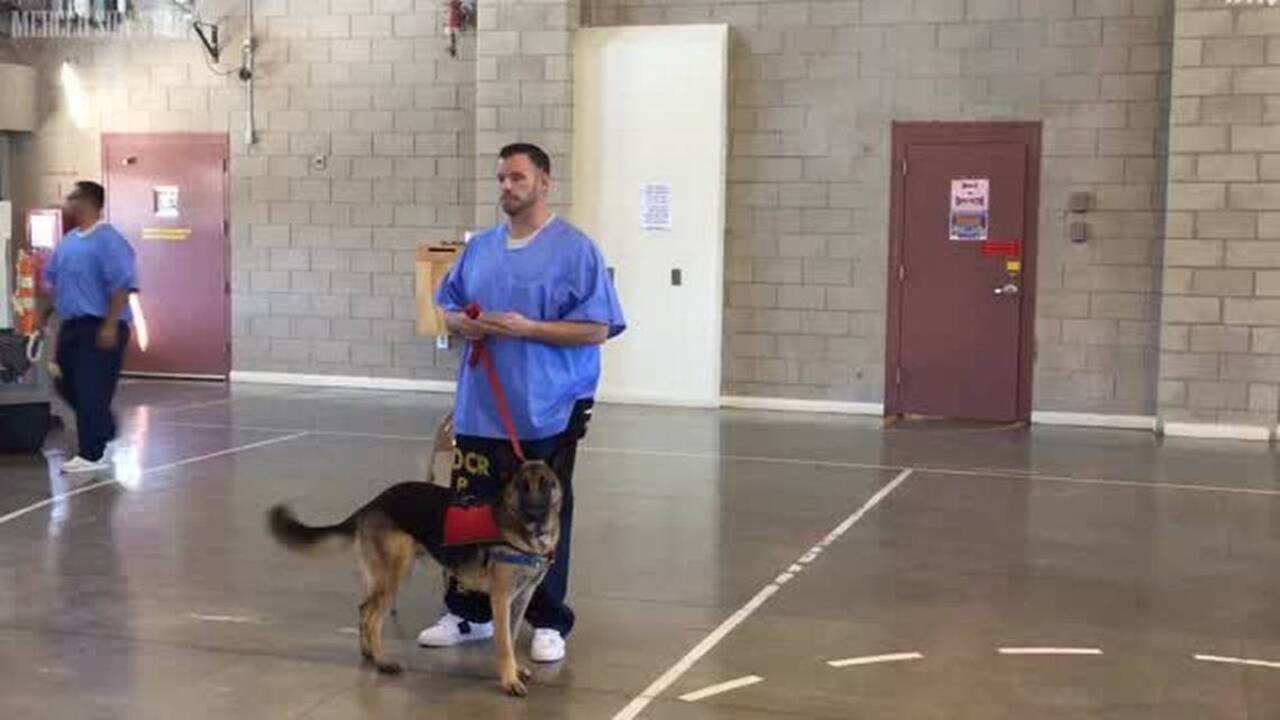 Rescue dogs trained by inmates ready for next step on path to aid veterans