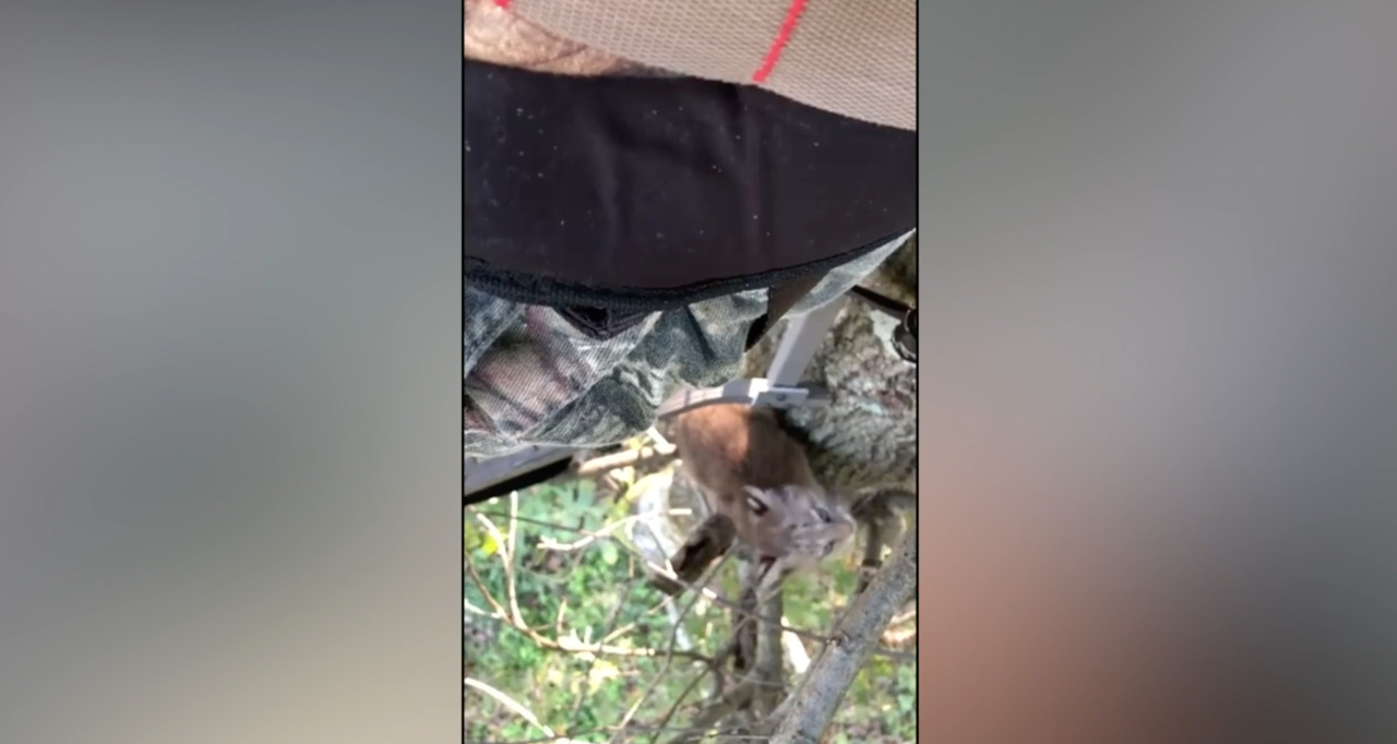 Two bobcats join Oklahoma hunter in a tree