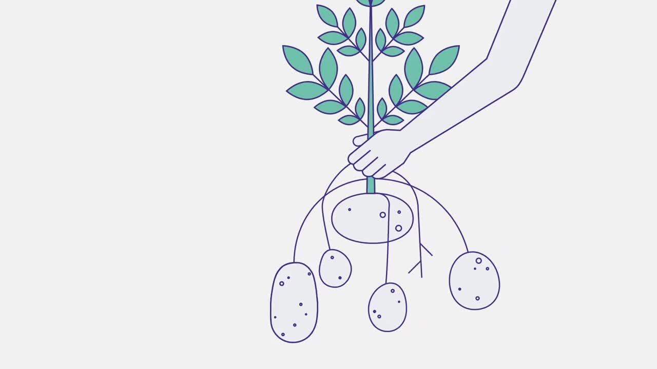 Why do we have GMOs?