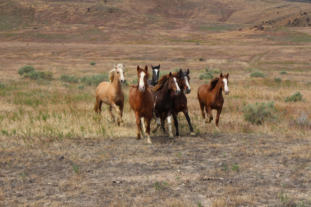 BLM releases mustangs into Hardtrigger HMA four years after wildfire