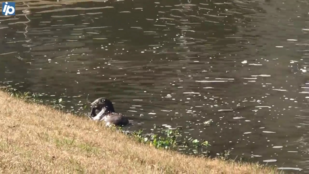 Video shows river otter swimming, playing in Bluffton pond. It even caught its lunch