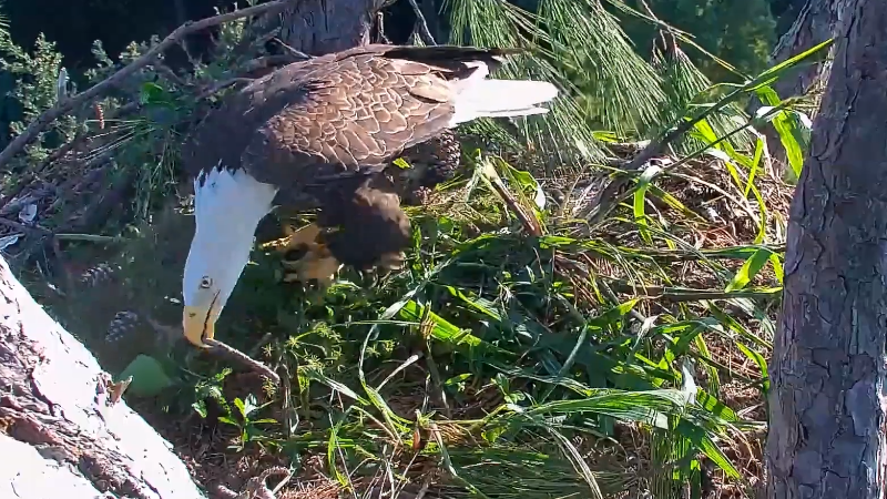 Bald eagles return to Hilton Head and video shows them renovating their nest