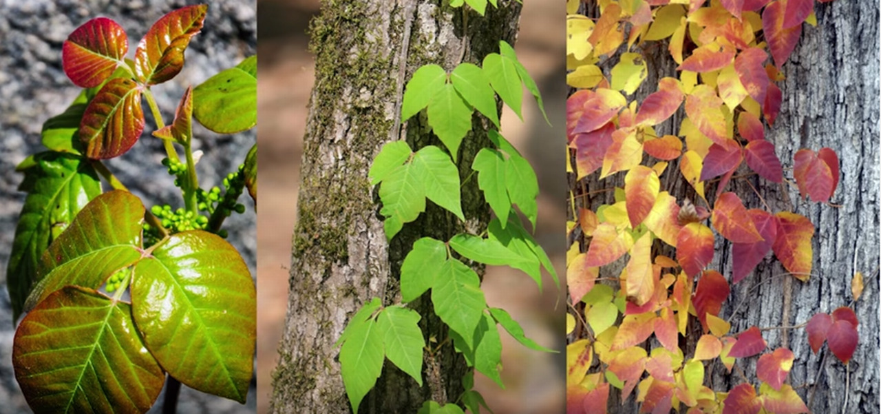 4 tips to outsmarting poisonous plants