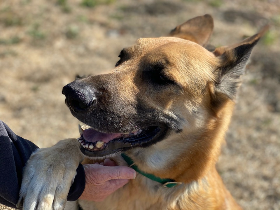 Pet Tales: Scooter the playful German shepherd needs a new home